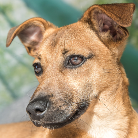 Brown cute puppy dog isolated on white, green background - rescue pet dog with adorable eyesの写真素材