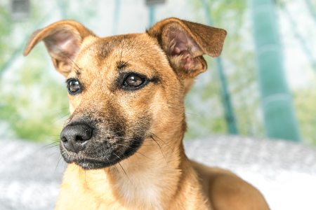 Brown cute puppy dog isolated on white, green background - rescue pet dog with adorable eyesの写真素材