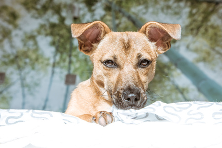 Brown cute puppy dog isolated on white, green background - rescue pet dog with adorable eyesの写真素材