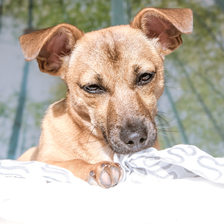 Adorable mixed breed puppy dog with cute eyes head shot isolated on white backgroundの写真素材