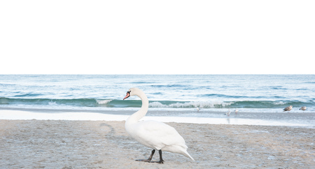 Swan, beach and waterの写真素材