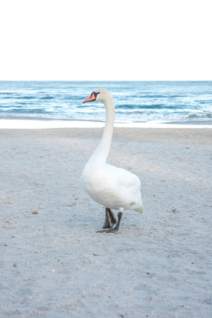 Swan, beach and waterの写真素材