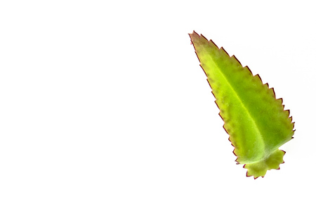 Green leaf isolated on whiteの写真素材