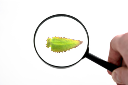 Green leaf and Magnifying glass isolated on whiteの写真素材