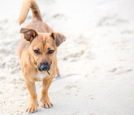 Cute brown puppy on a beach - pet dog photography in natural environmentの写真素材