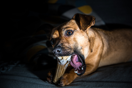 Cute brown puppy sitting on a sofa - dog photography - favourite pet - mixed race dog, - mongrels are the bestの写真素材