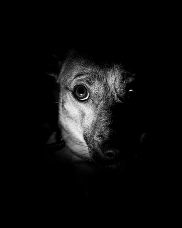 Cute dog - sad puppy eyes on black backgroundの写真素材
