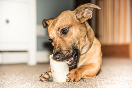 Young brown dog eating bone in the house - hungry rescue dog - pet from shelterの写真素材