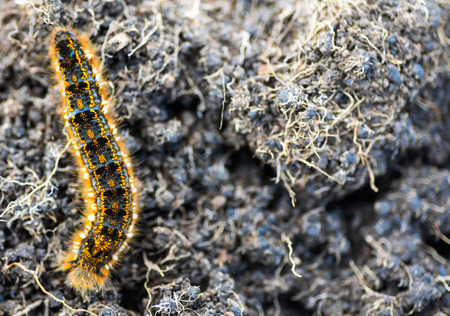 Caterpillar - black and orange and yellow caterpillar ready to turn into a butterflyの写真素材