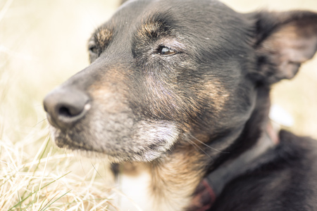 Old and sick dog dying of cancerの写真素材