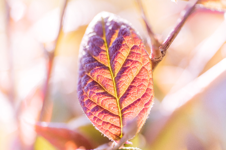 Colourful leaves background on blurred greenery leaf bokeh in garden summer with copy spaceの写真素材