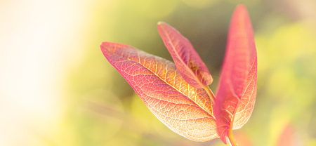 Colourful leaves background on blurred greenery leaf bokeh in garden summer with copy spaceの写真素材