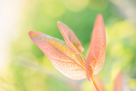Colourful leaves background on blurred greenery leaf bokeh in garden summer with copy spaceの写真素材