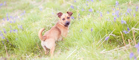 Cute dog sitting in grass meadow, sunset light, close up detail with bokehの写真素材
