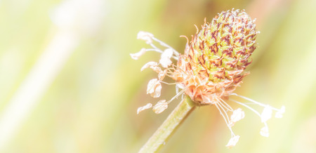 Vintage and soft flowers meadow with sun lightの写真素材