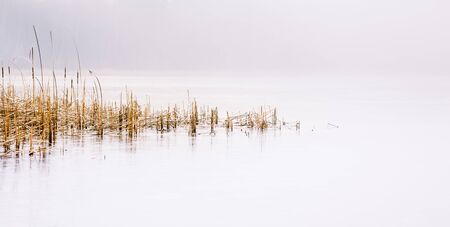 Forest lake covered with thick morning mistの写真素材