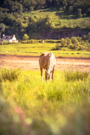 Horse - wild brown horse running on a green meadowの写真素材