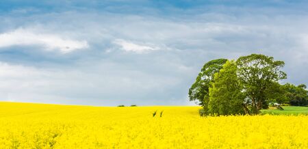 Panorama of a blooming yellow rapeseed field and green treeの写真素材