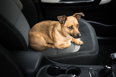 Dog in a carの写真素材