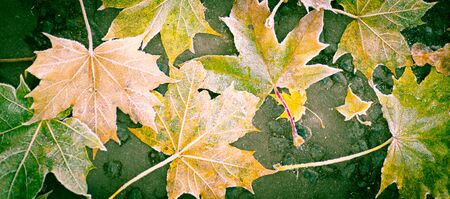 Colourful maple leaves on a porch floorの写真素材