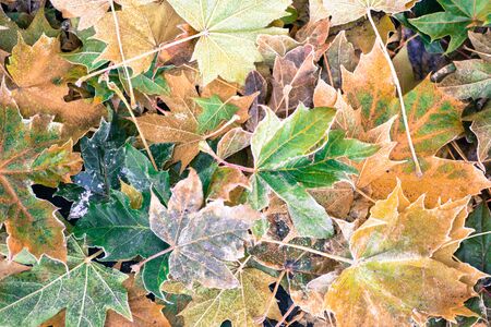Colourful maple leaves on a porch floor