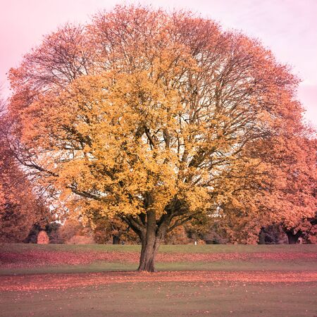 Autumn scenery in a park with colourful leaves and sunshine