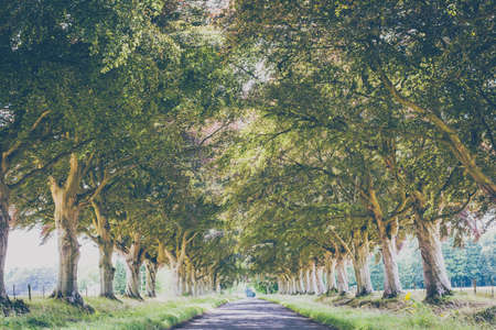 Alley of old trees in Perthshireの写真素材