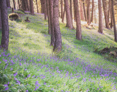 Bed of bluebells lighten by morning sun in the forest