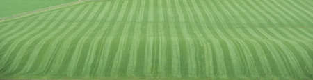 Wavy green fields in Perth and Kinross district, Scotland.