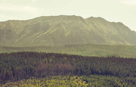 Spruce forest below rocky mountains rangeの写真素材