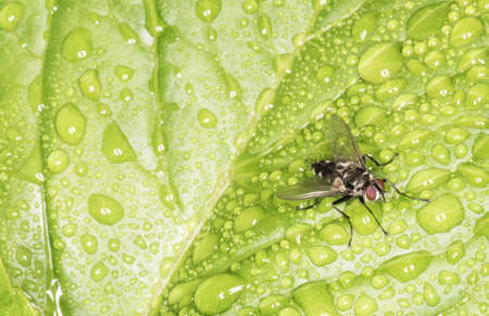 Common fly close up - isolated on green background