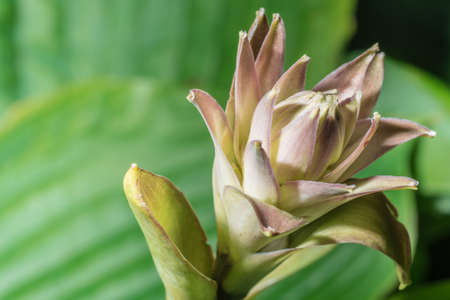 Blooming flower with bokeh green leaves background
