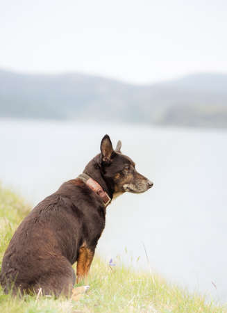Cute dog sitting in grass meadow, overlooking oceanの写真素材