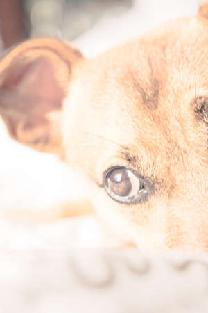 Brown cute puppy dog isolated on white, green background - rescue pet dog with adorable eyes