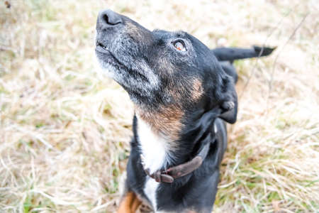A black senior mixed breed dog outdoors with a happy expression