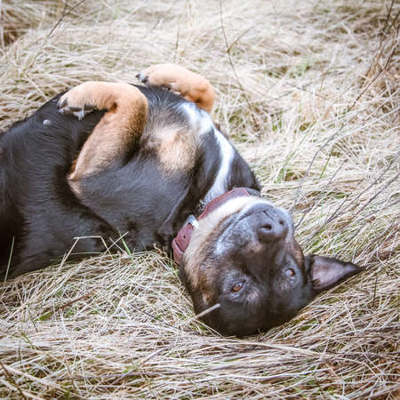 dog scratching ear itch flea and skin problem healthcare aged old dogの写真素材