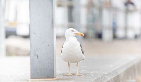 Seagull on the street of Ullapool, Scotlandの写真素材
