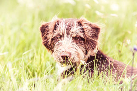 Adorable brown dog - rescue dog sitting on a grassの写真素材