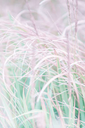 nature background with vintage color style and space for text or imageの写真素材