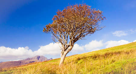 Lonely autumn tree with mountains in the backgroundの写真素材