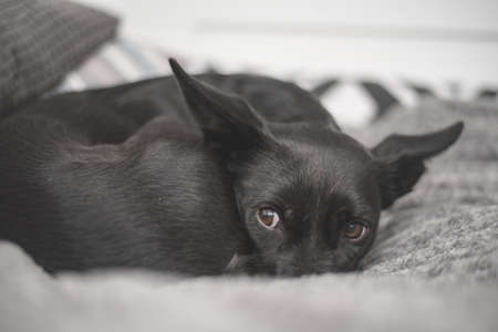Black dog with sad eyes - mistreated rescue dog finds a new homeの写真素材