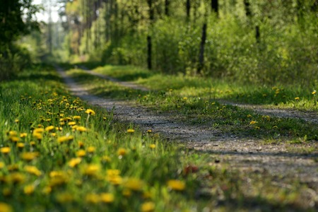 forest roadの写真素材