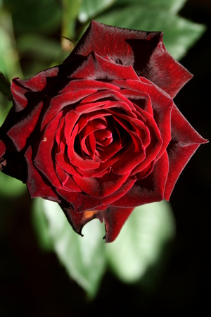 red roseの写真素材