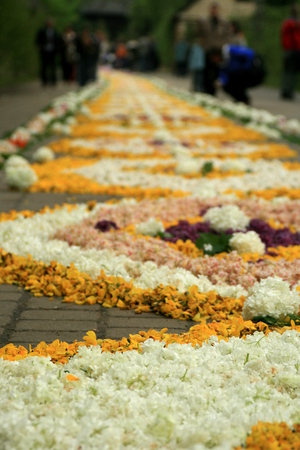 a carpet of flowers