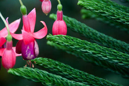 flowers   pines