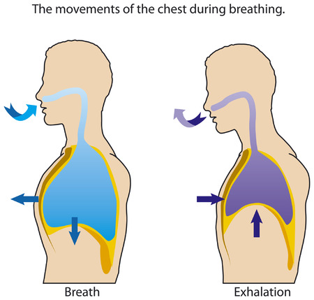 The movements of the chest when breathing.のイラスト素材