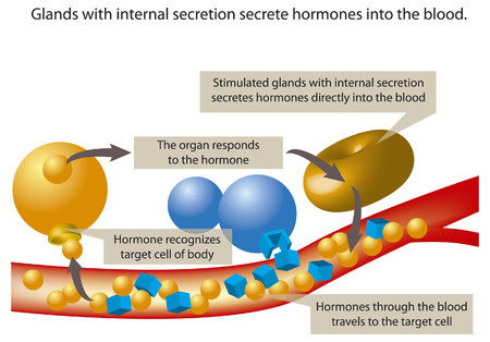 Glands with internal secretion secrete hormones into the blood.のイラスト素材