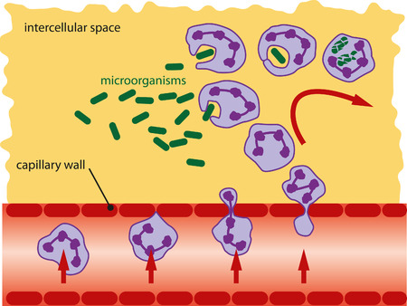 Leukocytes takes microorganisms with his false legs and decompose them into the cytoplasm.