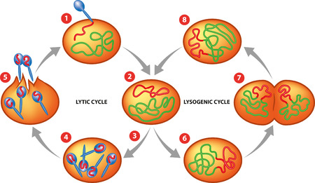 Lytic and Lysogenic cycleのイラスト素材