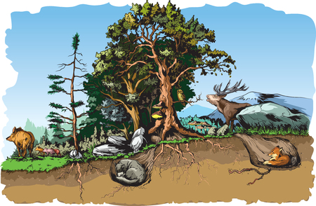 Animals forest habitatのイラスト素材